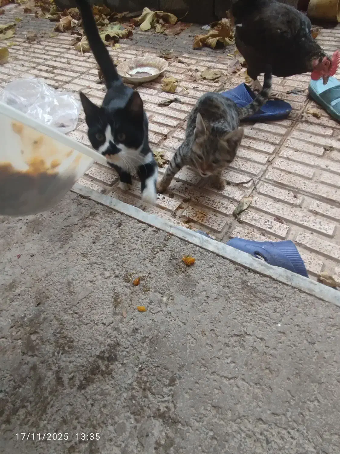 واگذاری گربه|گربه|تبریز, |دیوار