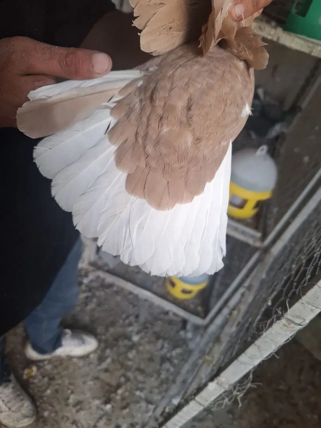 کبوتر|پرنده|کرمان, |دیوار