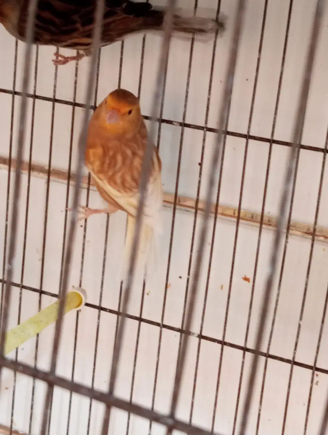 چند تا قناری نر مست دهن زن|پرنده|بوشهر, |دیوار