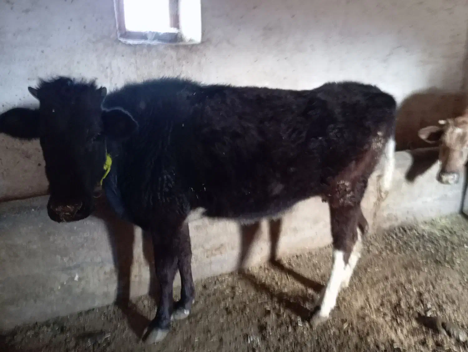 گاو گوشتی|حیوانات مزرعه|سیلوانه, |دیوار