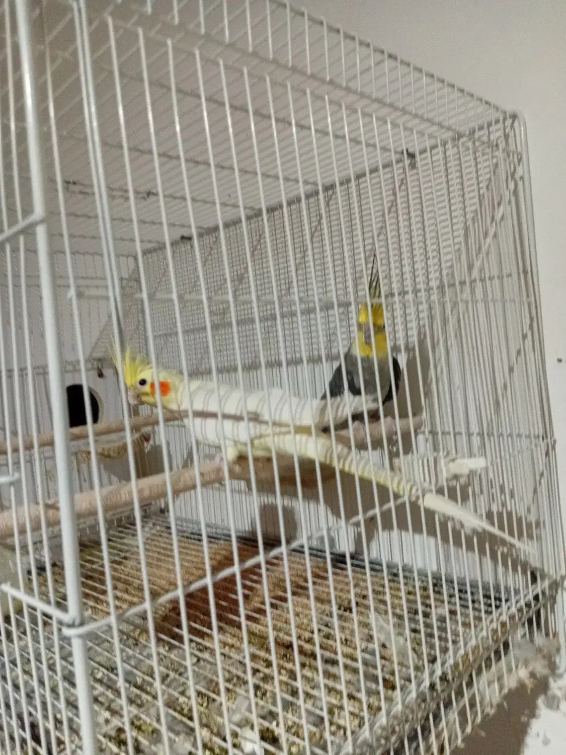 عروس هلندی جفت|پرنده|تربت جام, جامرود|دیوار