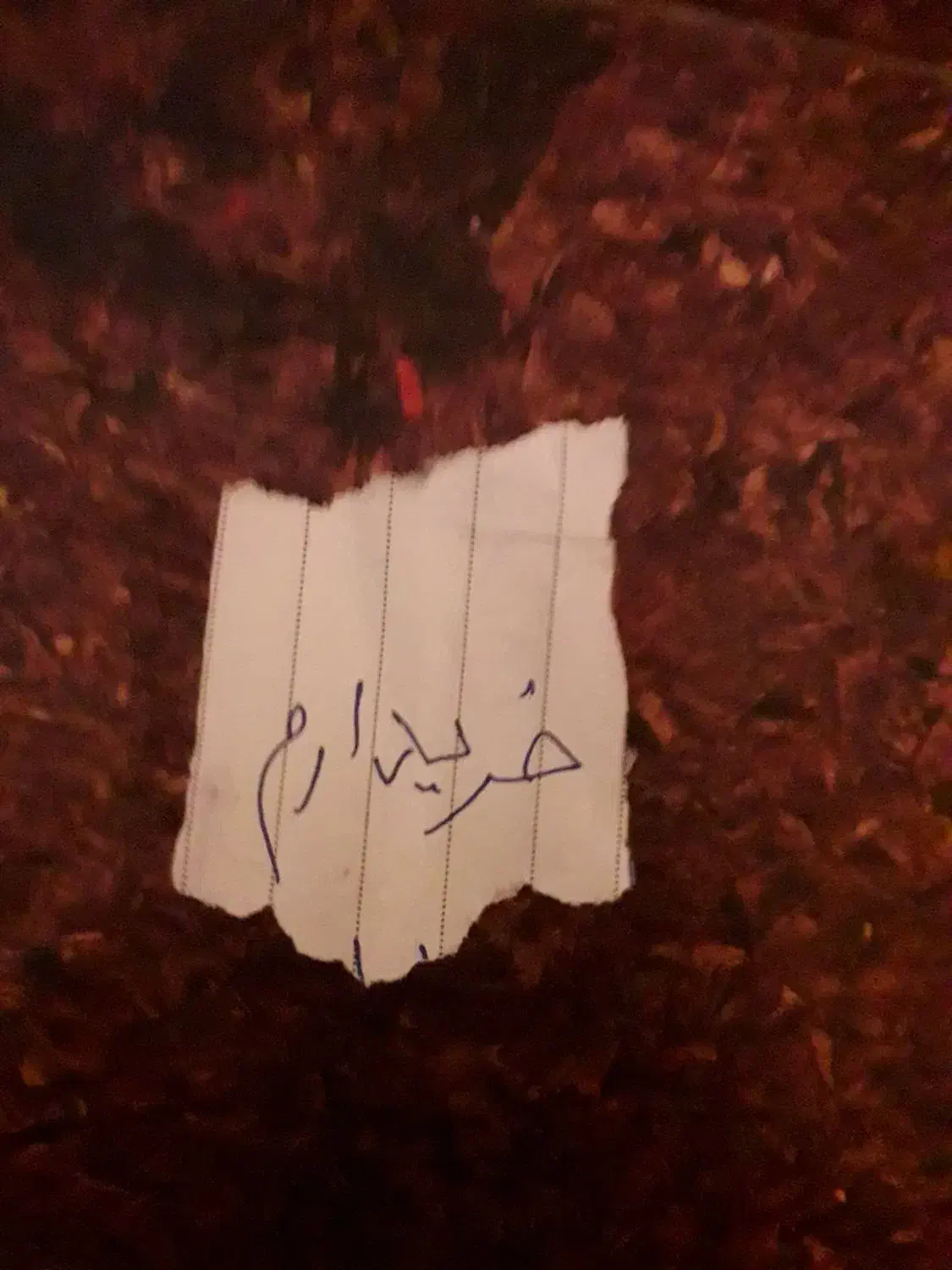 بره قوچی ایل دو فرانس|حیوانات مزرعه|بنت, |دیوار