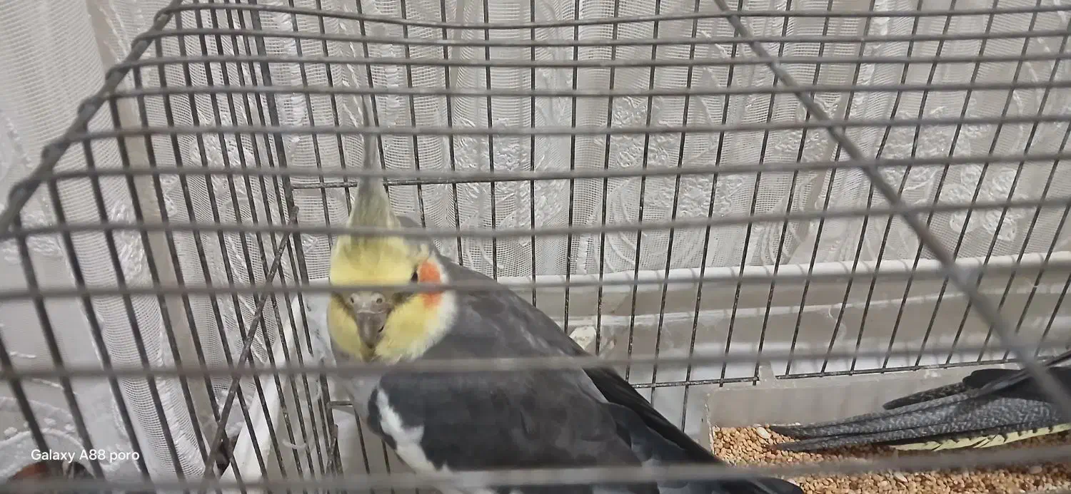 عروس هلندی|پرنده|رشت, سلیمانداراب|دیوار