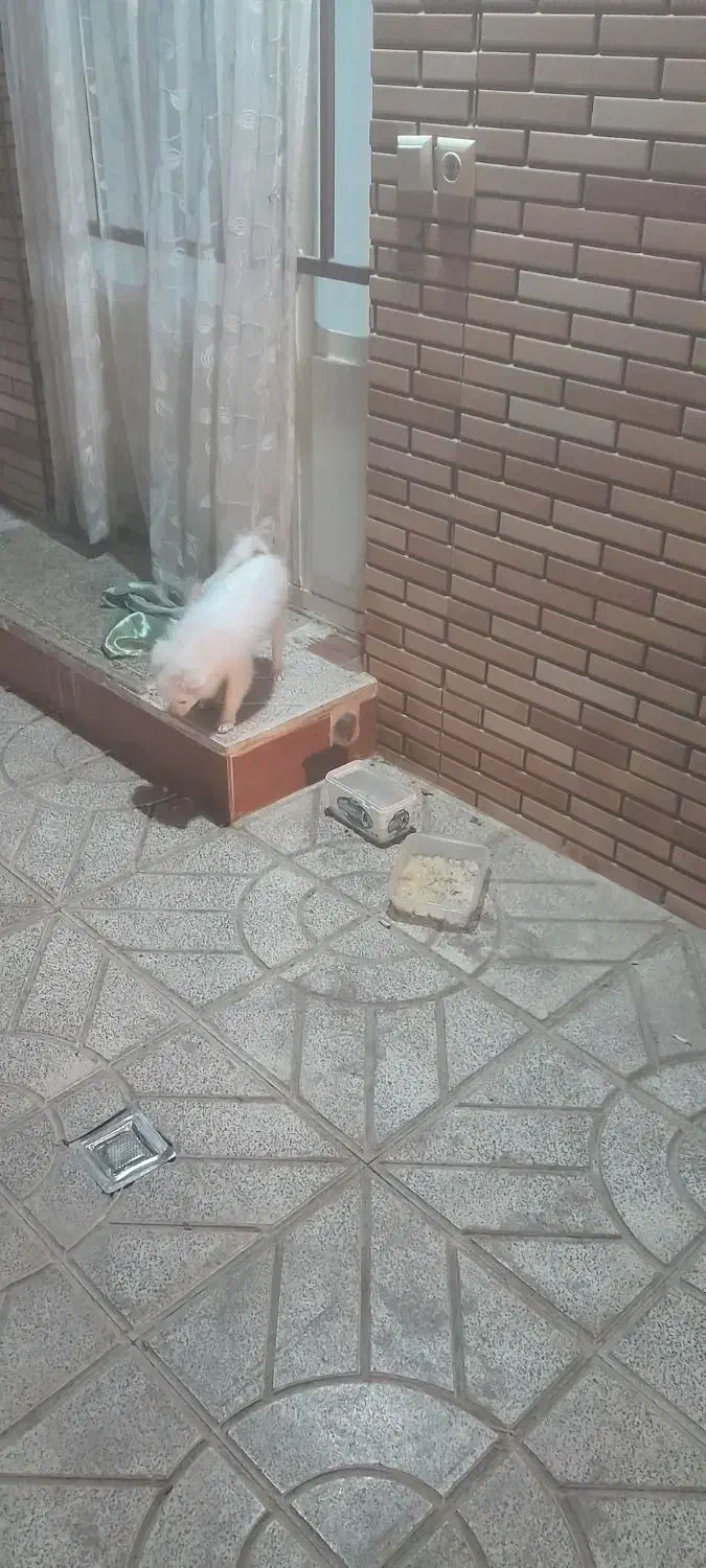 پامرین|سگ|مبارکه, |دیوار