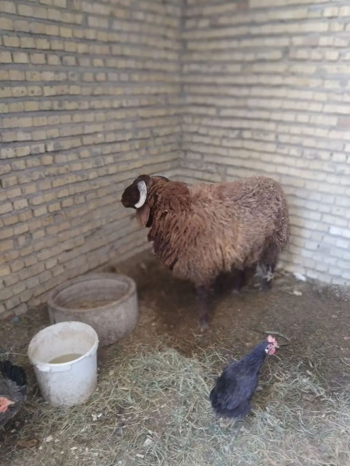 گوسفند نر|حیوانات مزرعه|بندر امام خمینی, |دیوار