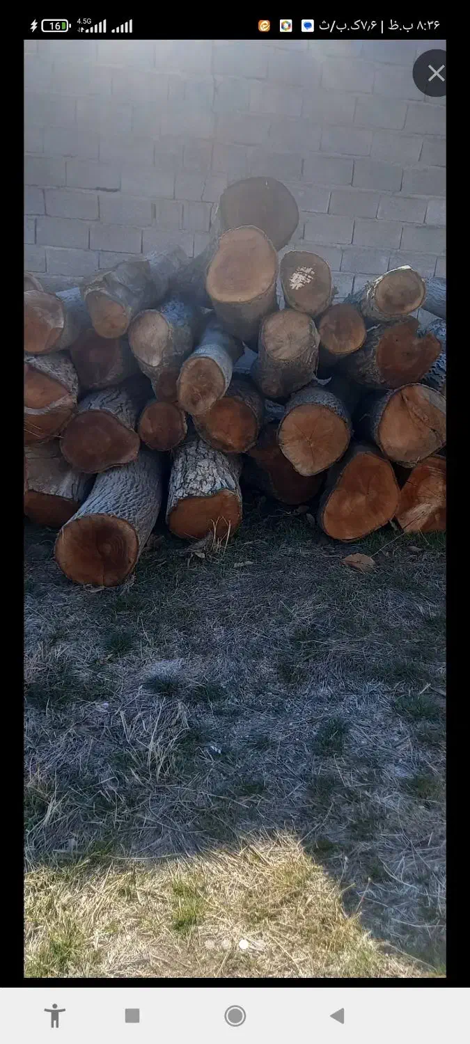 خرید چوب و هرس تخصصی درختان|خدمات باغبانی و درختکاری|قم, قلعه صدری|دیوار