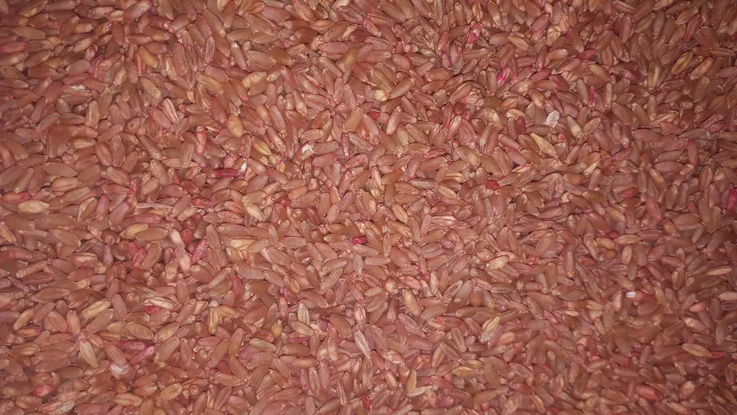 فروش گندوم بوجاری شده کیلویی ۳۳۰۰۰|عمده‌فروشی|قلعه شاهین, |دیوار