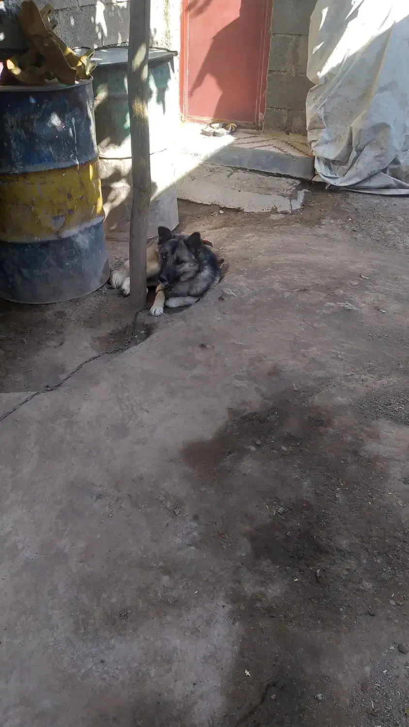 سگ هاسکی چشم رنگی|سگ|بیستون, |دیوار