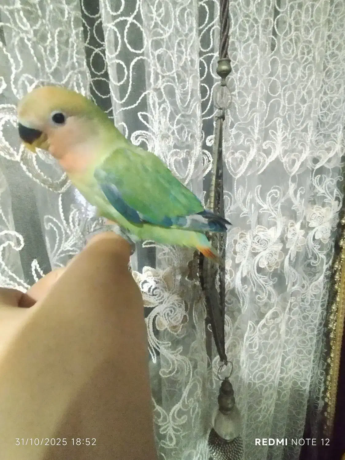 طوطی برزیلی هلویی یک ماه سالم فول دستی دمچند رنگ|پرنده|اهواز, آریاشهر|دیوار