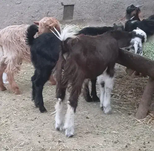 فروش4کهره نر ویک کهره ماده گله ای داشتی خوش خوراک|حیوانات مزرعه|بهبهان, |دیوار