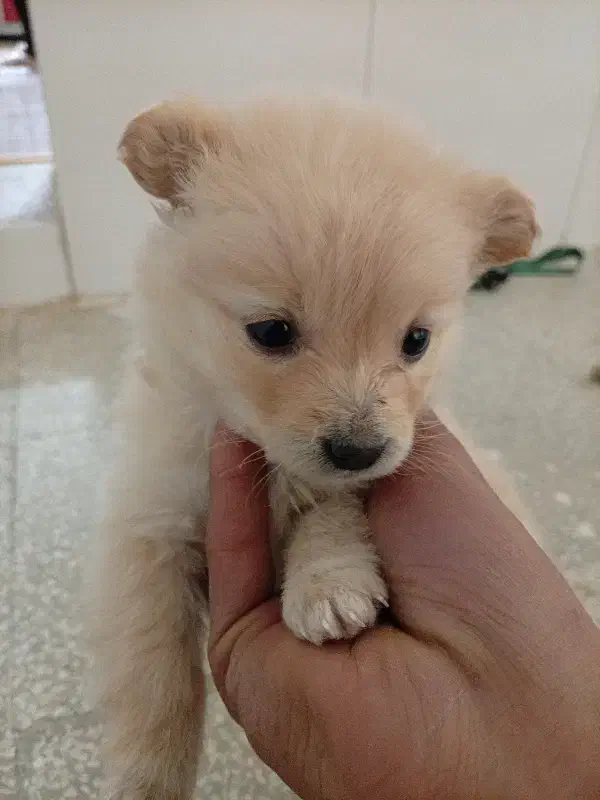 واگذاری سگ|سگ|آباده, |دیوار