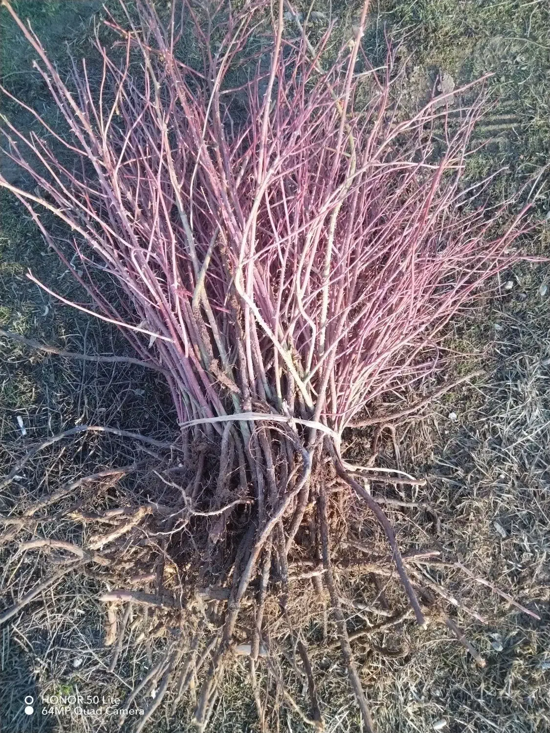 نهال گل محمدی|خدمات باغبانی و درختکاری|سیلوانه, |دیوار