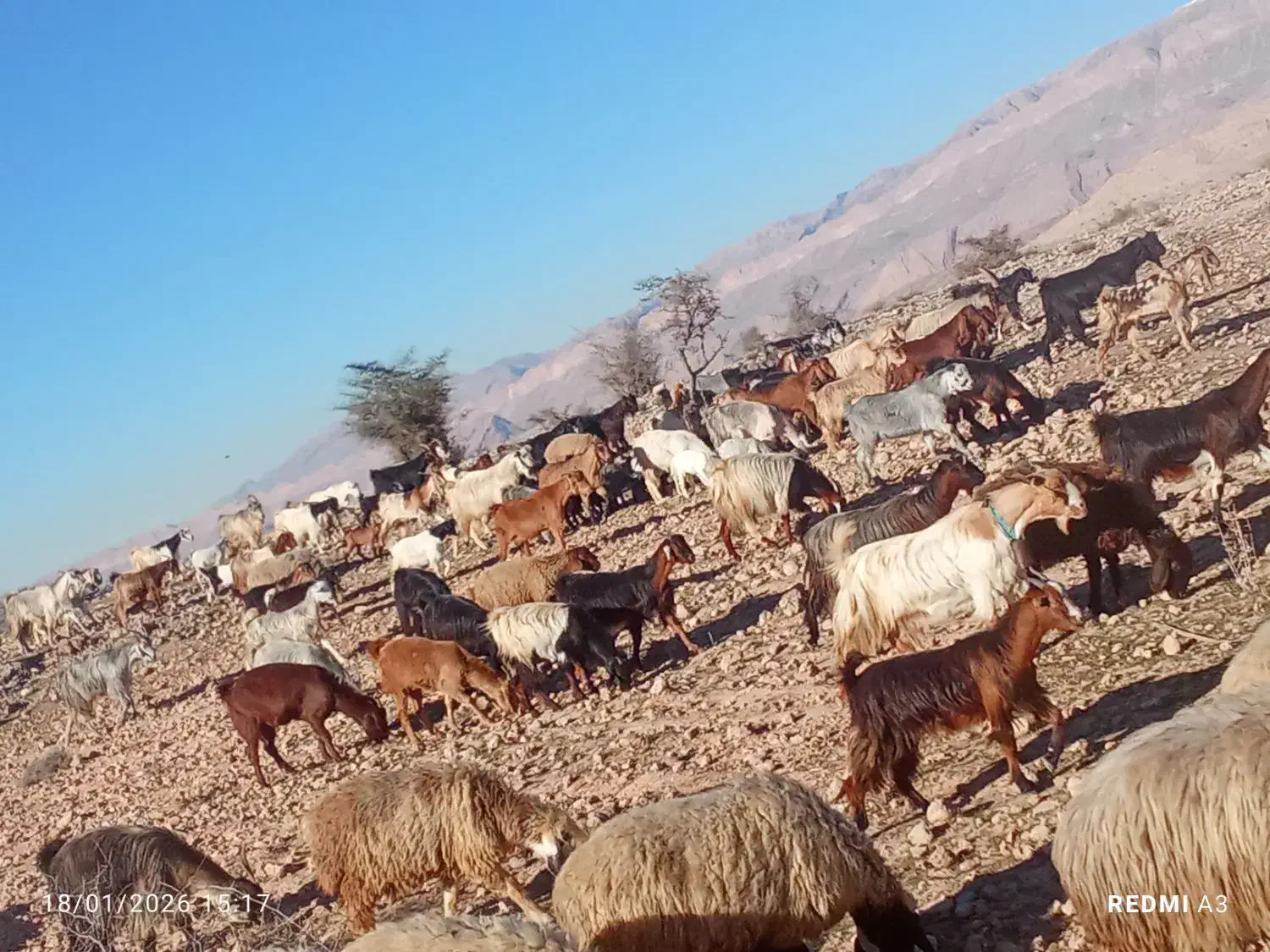 نیستم|حیوانات مزرعه|کازرون, |دیوار