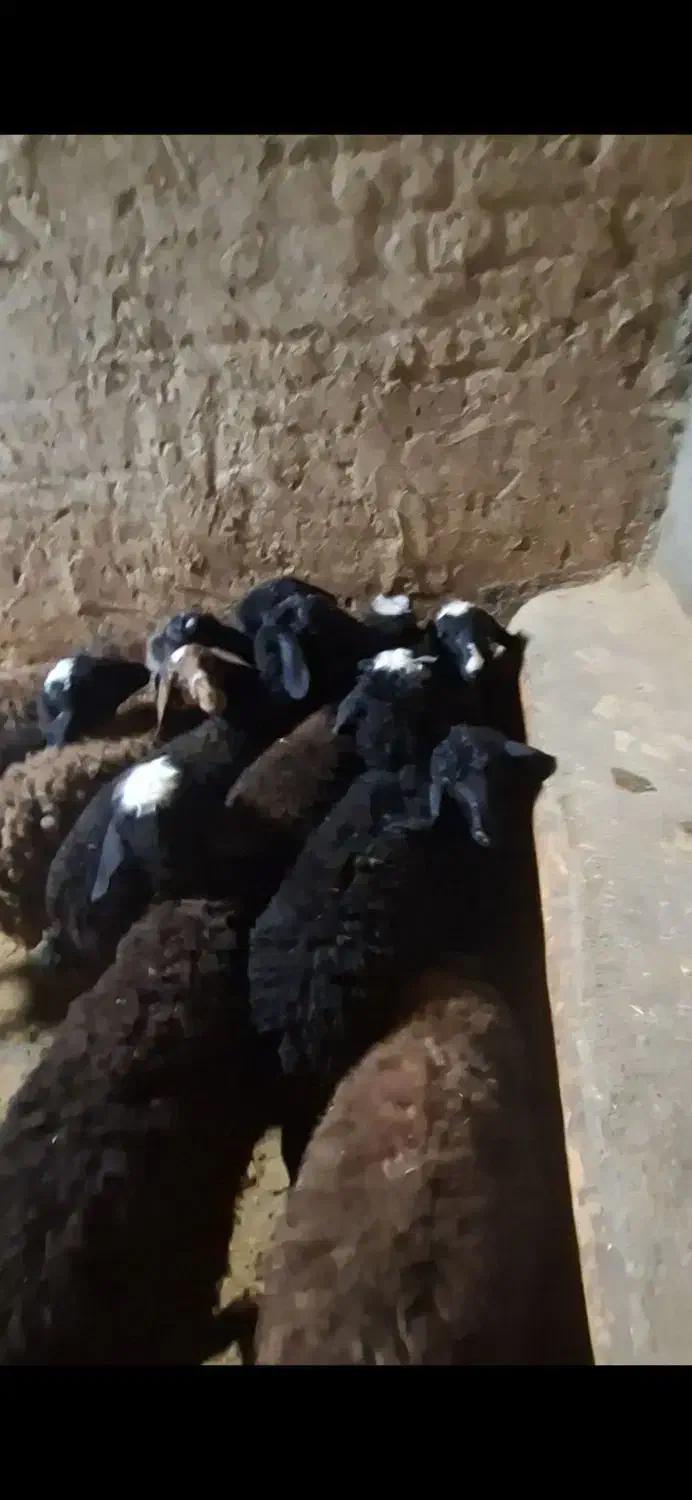 بره نر و ماده|حیوانات مزرعه|آبگرم, |دیوار