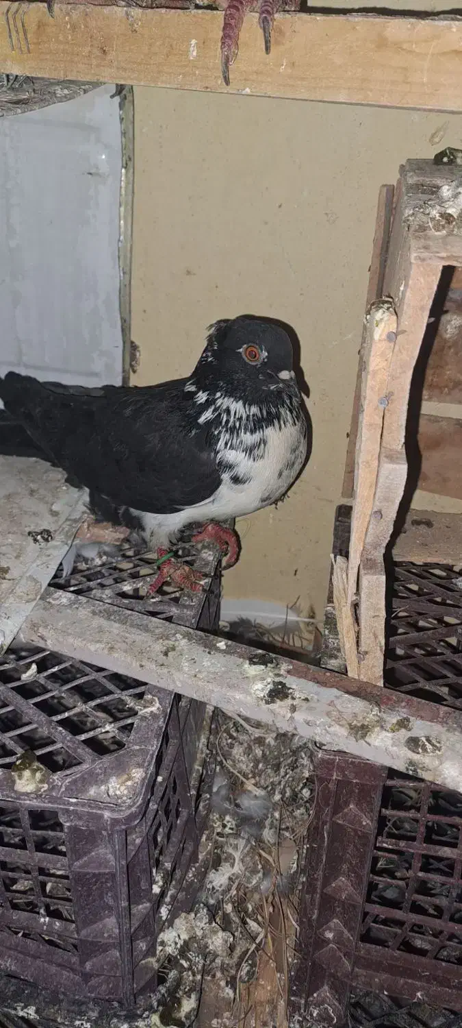 کبوتر|پرنده|خاش, |دیوار