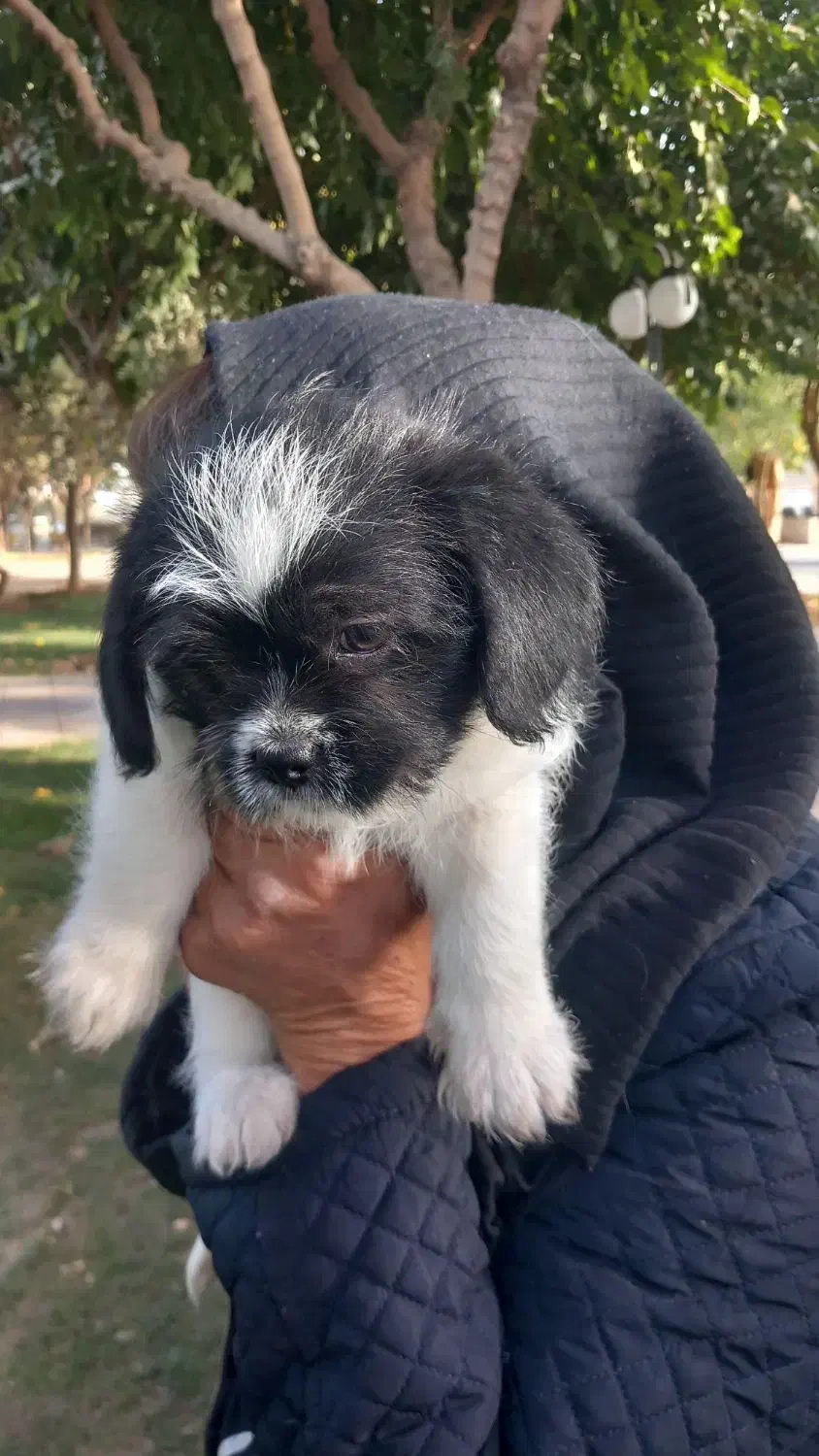 واگذاری|سگ|فردیس, شهرک ناز|دیوار