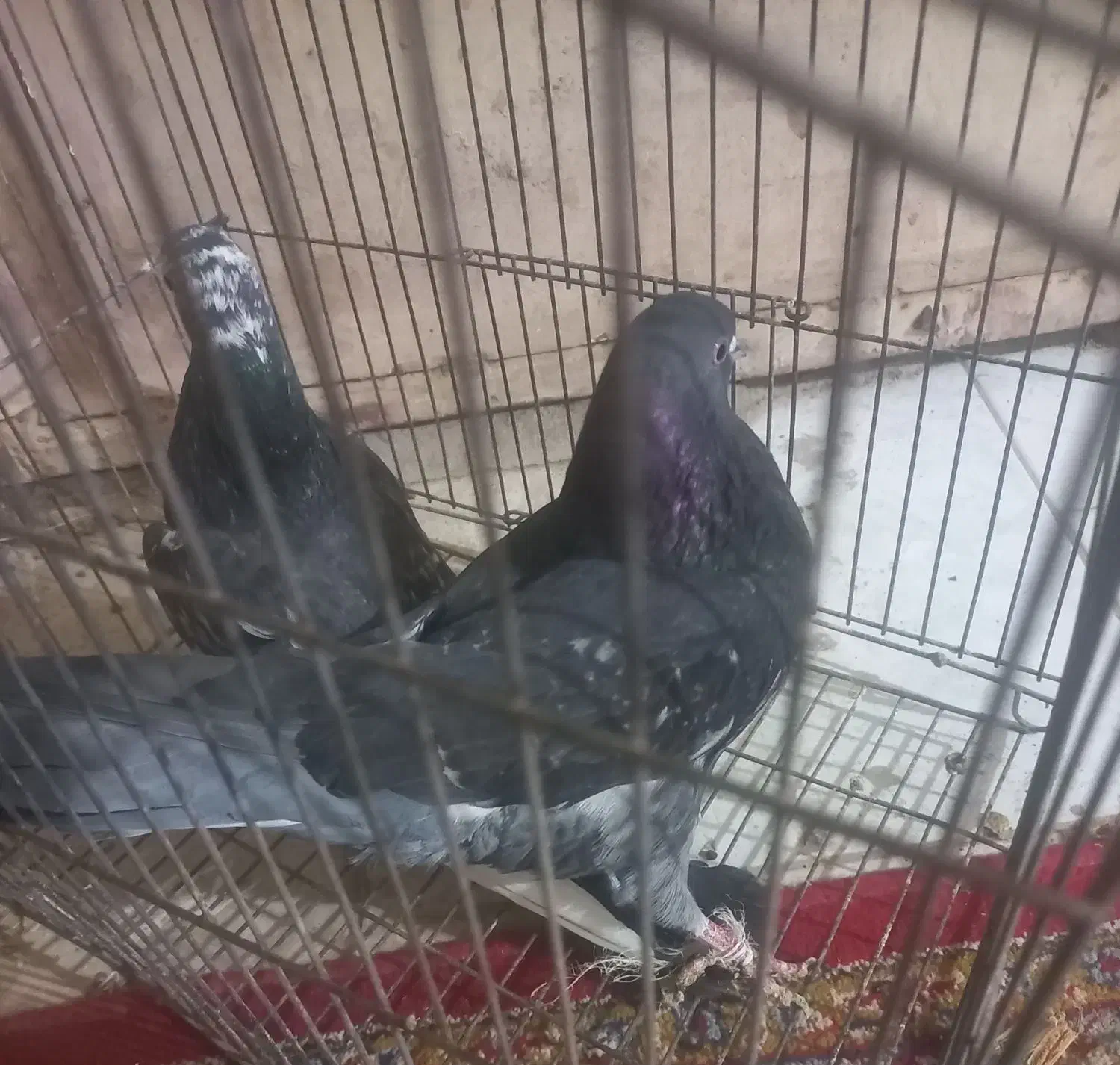 کبوتر پرشی کاشونی|پرنده|فلاورجان, |دیوار