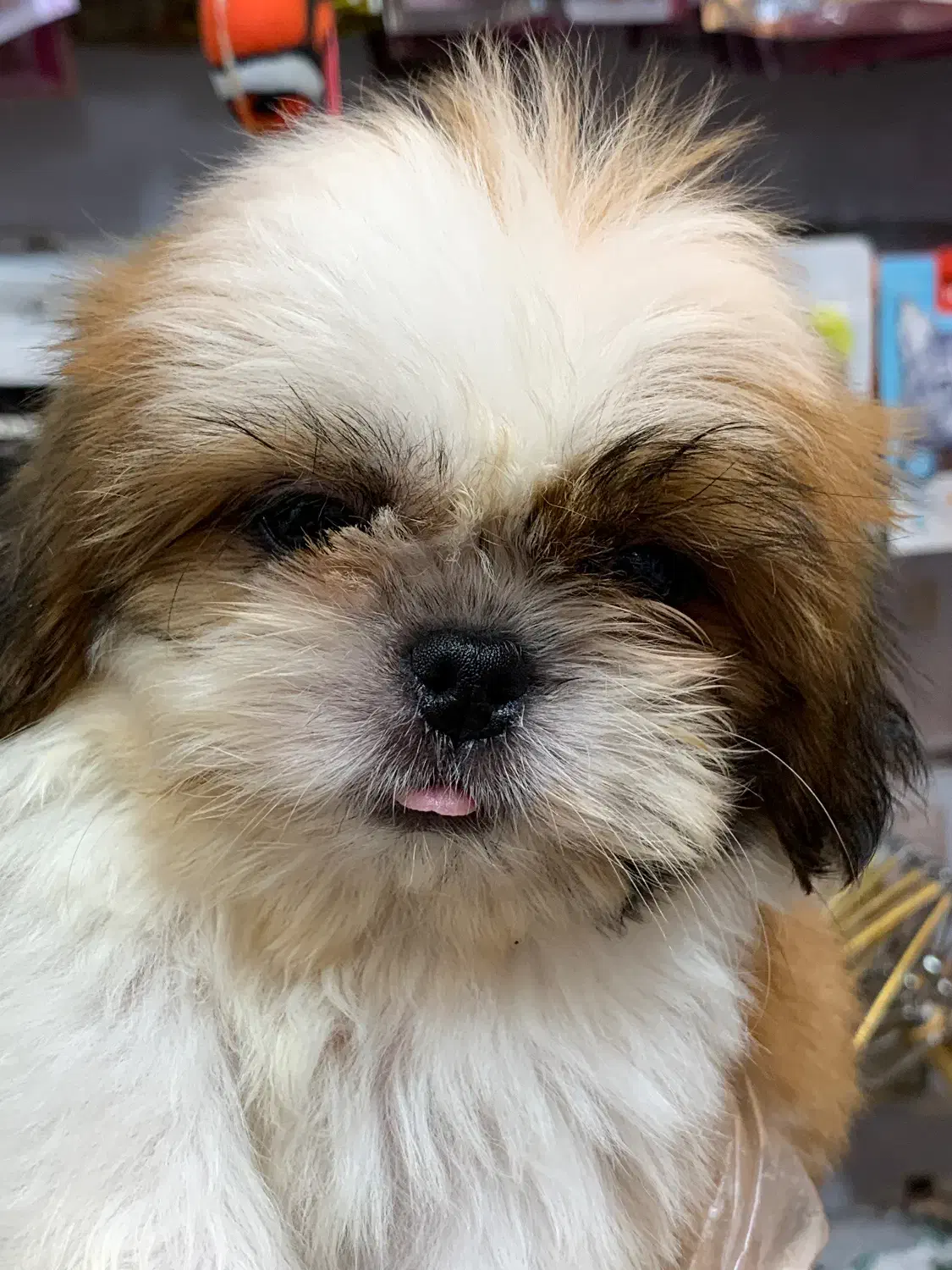 شیتزو سوپر فلت|سگ|رشت, لاکانی|دیوار