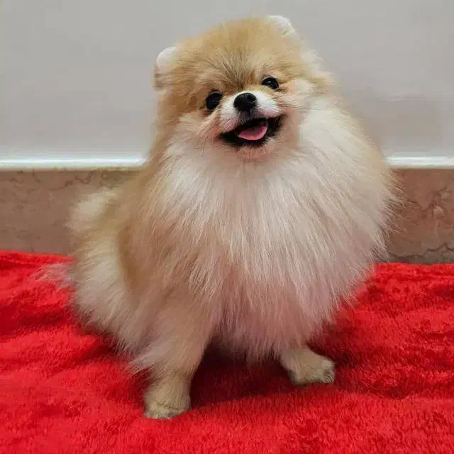 واگذاری سگ پامرانین|سگ|صدرا-فارس, فاز ۱|دیوار