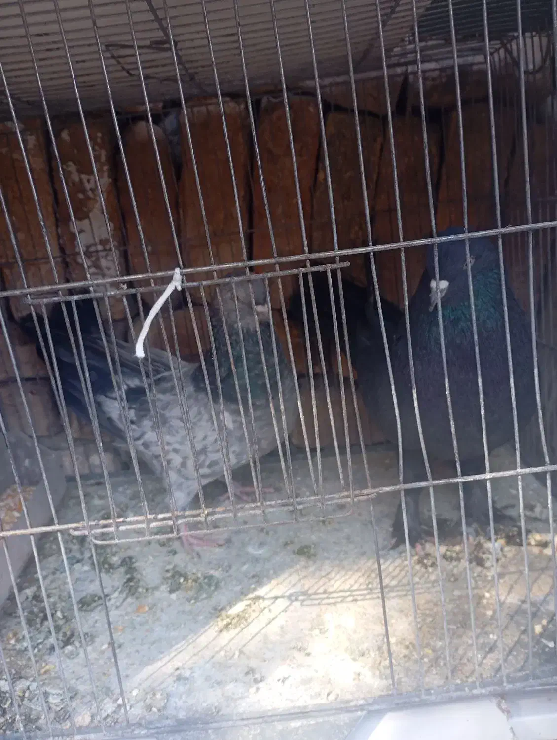 پر سر قدیم|پرنده|شهرکرد, |دیوار