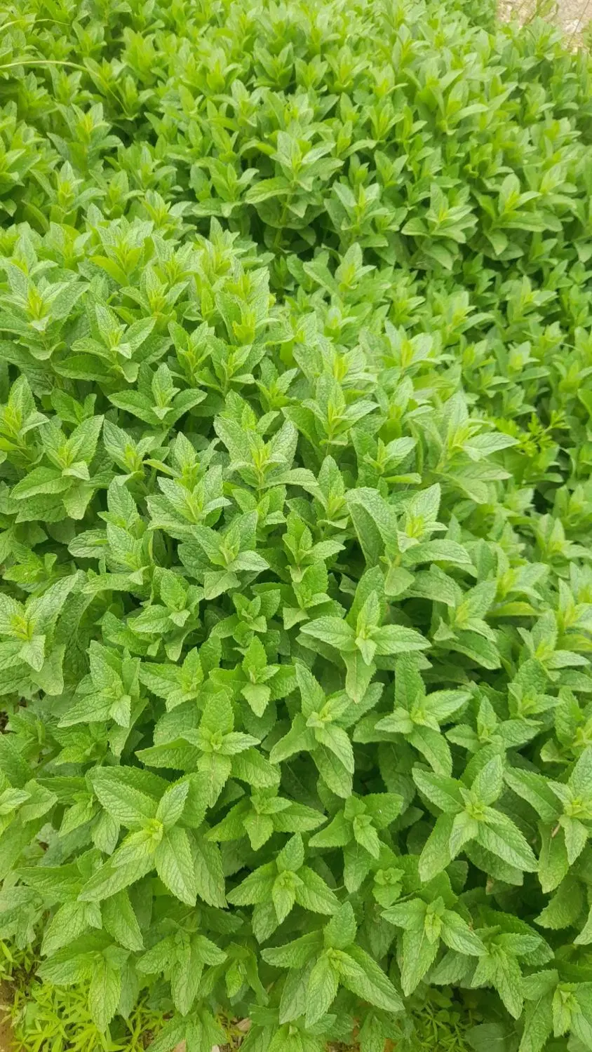 نعناع|گل و گیاه طبیعی|شیروان (خراسان), |دیوار