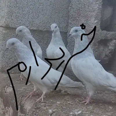پرنده کله سبز شیخی صابونی|پرنده|شادگان, |دیوار