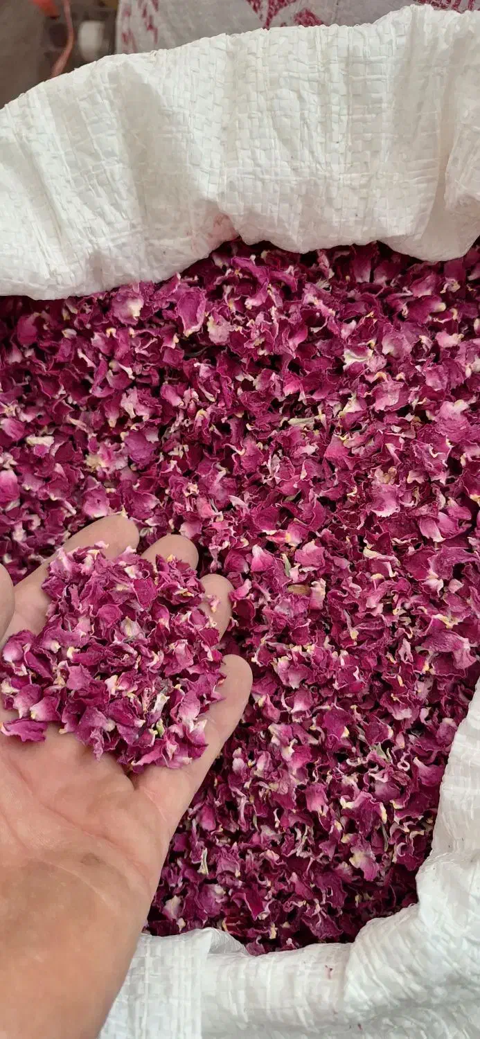 گل محمدی پر|گل و گیاه طبیعی|سقز, |دیوار