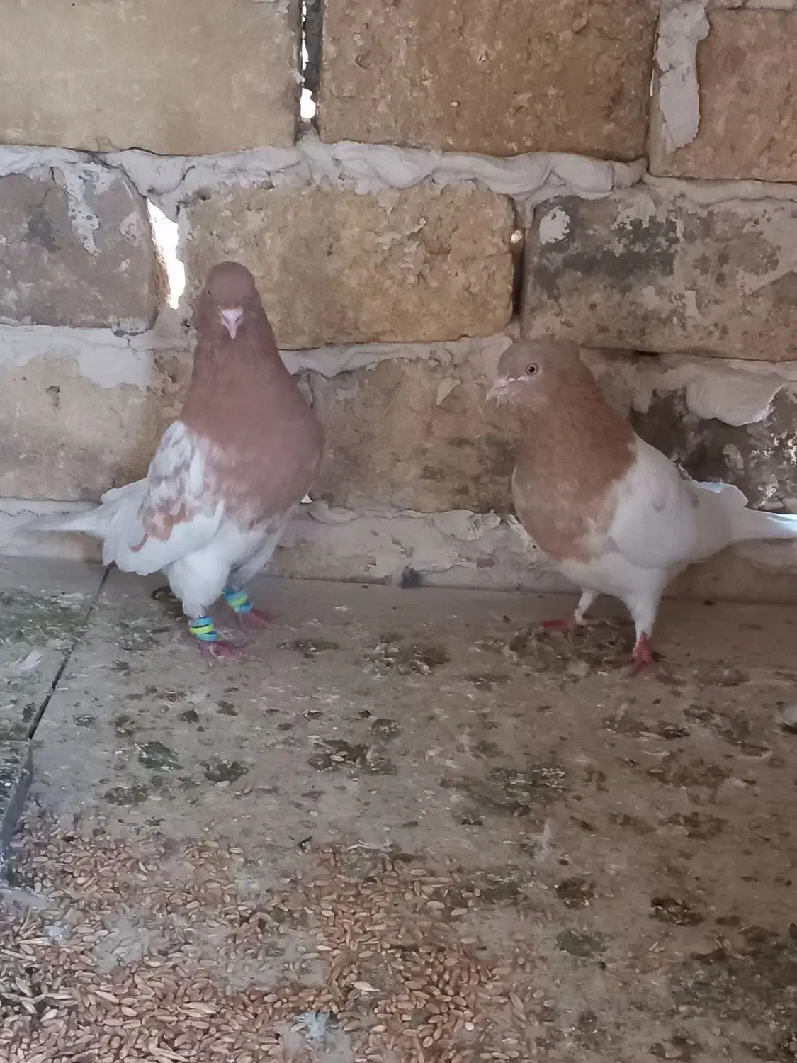 کفتر کبوتر|پرنده|تربتحیدریه, پائین ولایت|دیوار