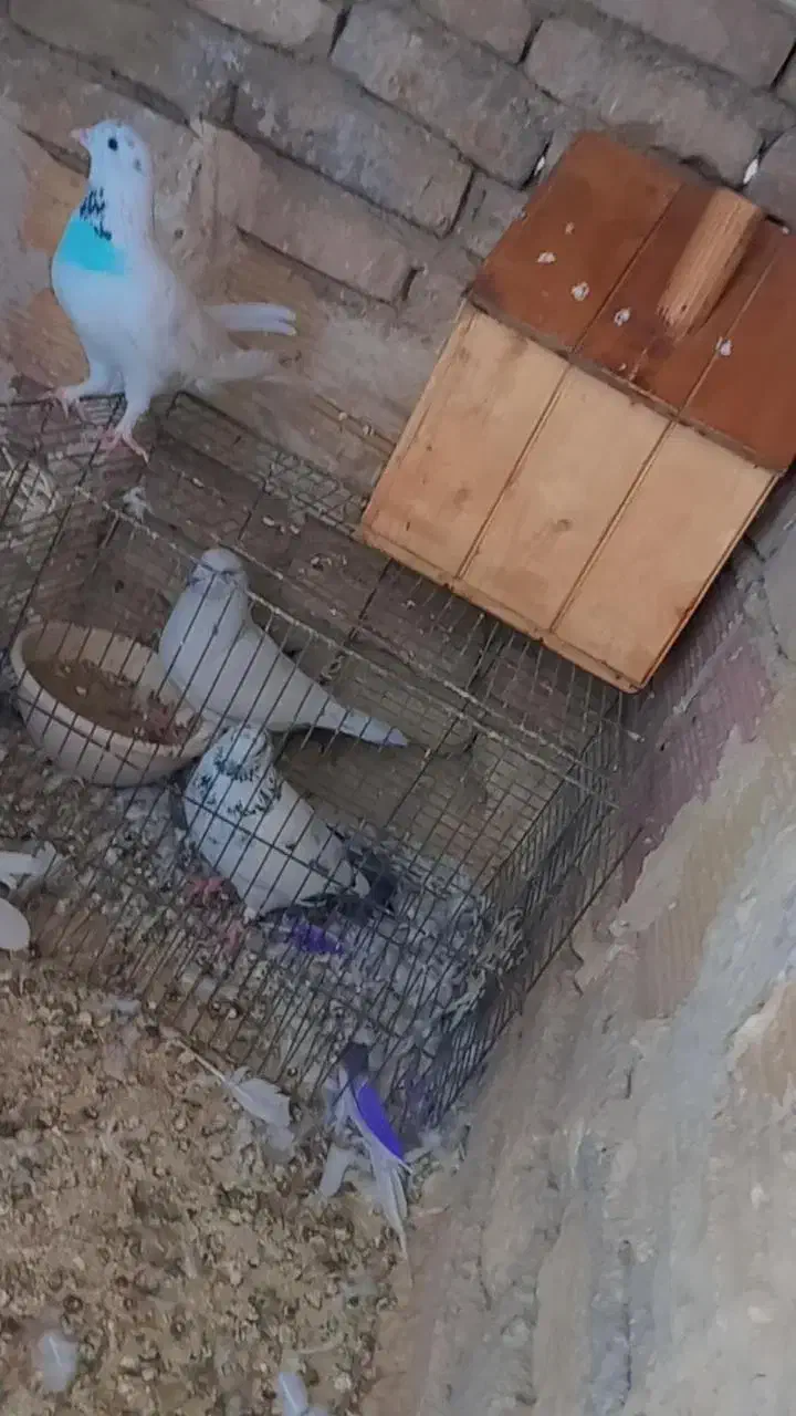 کفتر به شرط|پرنده|پاکدشت, پاکدشت (مامازند)|دیوار