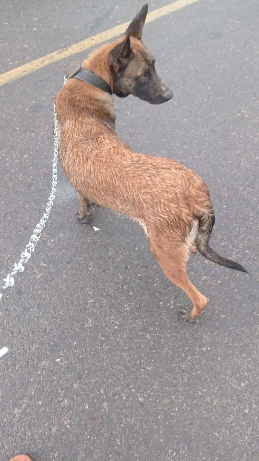 سک مالیوز|سگ|جغین, |دیوار