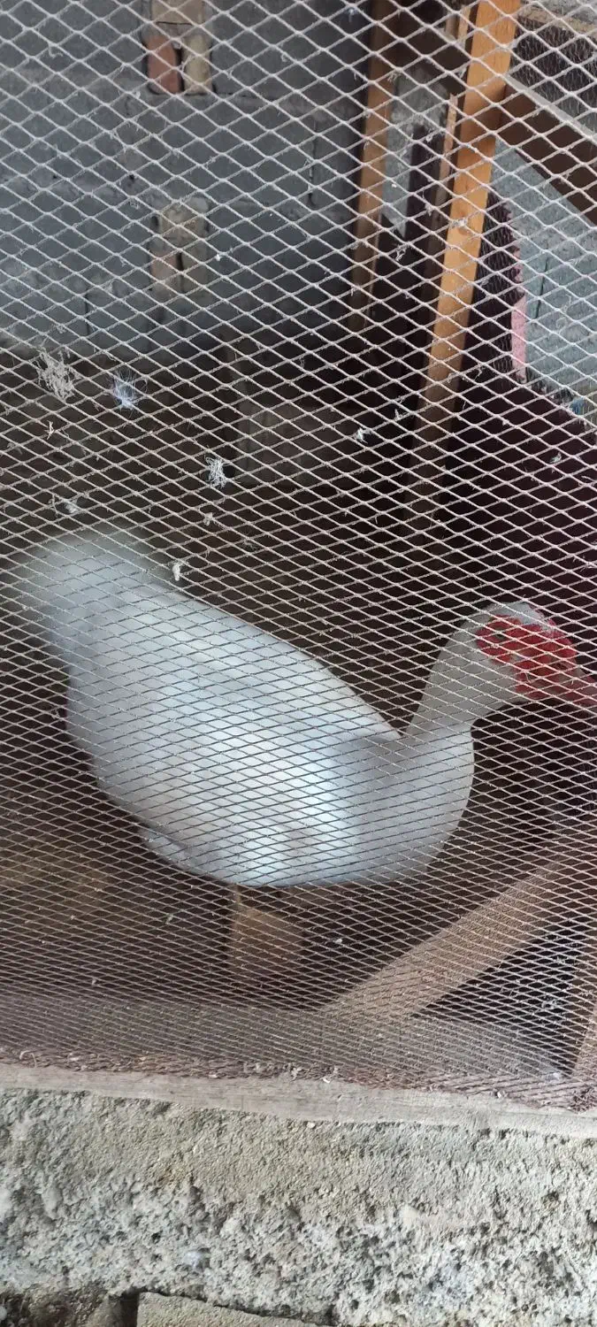 اردک اسرائیلی نر ۷۵۰۰۰۰ تومان|حیوانات مزرعه|رشت, فلسطین|دیوار