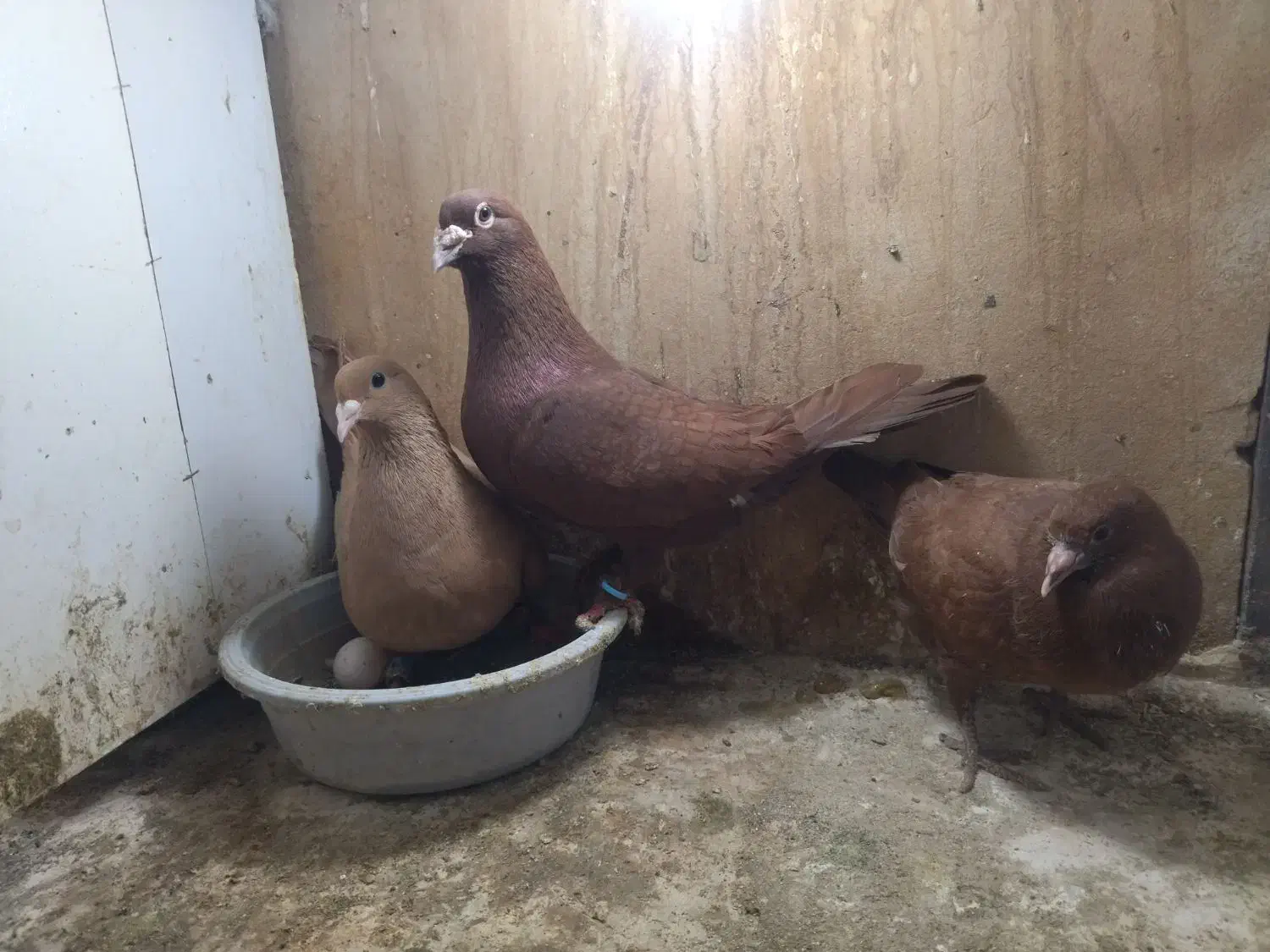 ۳جفت درجه یک|پرنده|مشهد, ایثار|دیوار