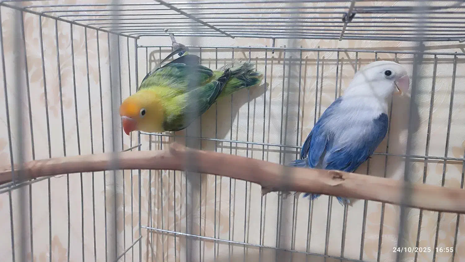 طوطی برزیلی|پرنده|زاهدان, |دیوار