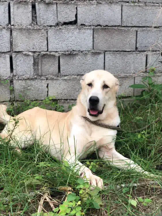 توله آلابای 9 ماهه بدلیل جابه جایی|سگ|قائمشهر, |دیوار