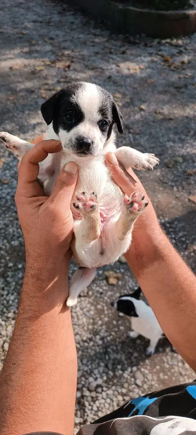 سگ،نژاد شیواوا|سگ|رودسر, |دیوار