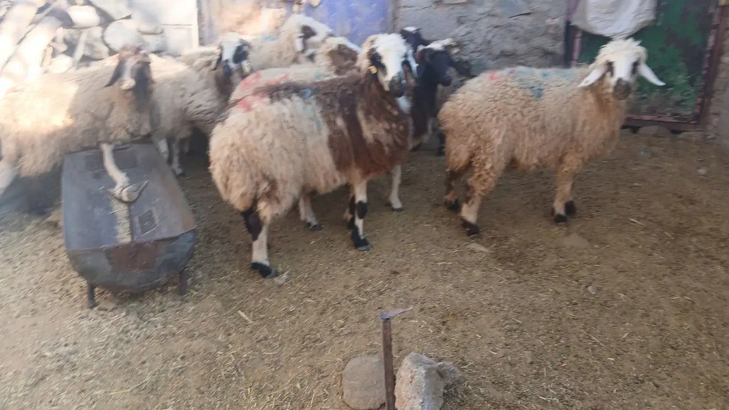 ۱۲عددکاورشیرازی.رابر|حیوانات مزرعه|رابر, |دیوار