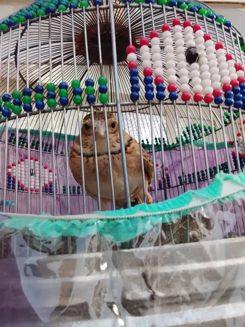 قناری|پرنده|بوشهر, |دیوار