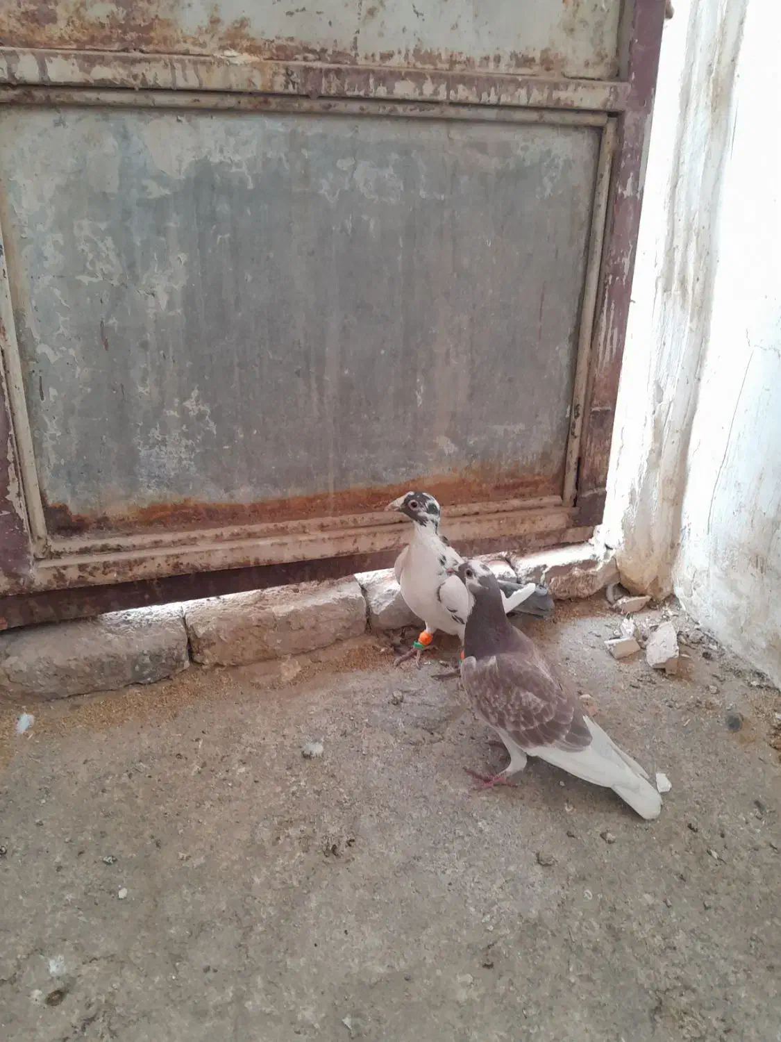 کبوتر المان|پرنده|زبرخان, |دیوار