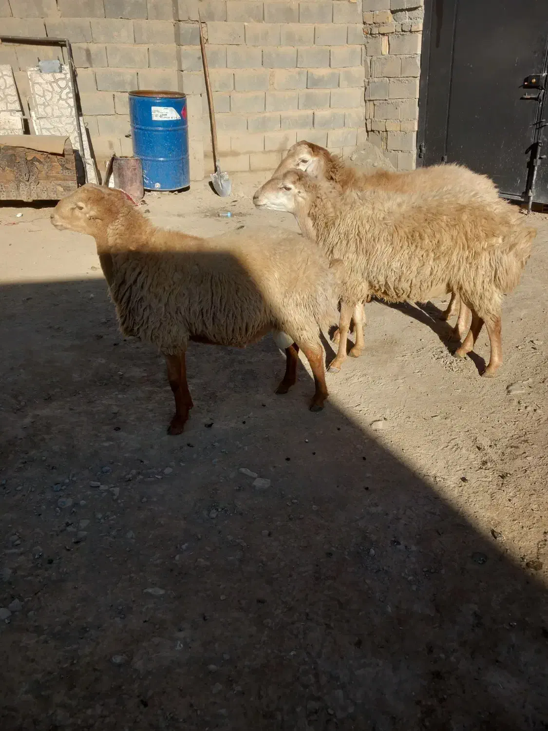 قوچ مغان گوسفند گاو بز|حیوانات مزرعه|دینور, |دیوار