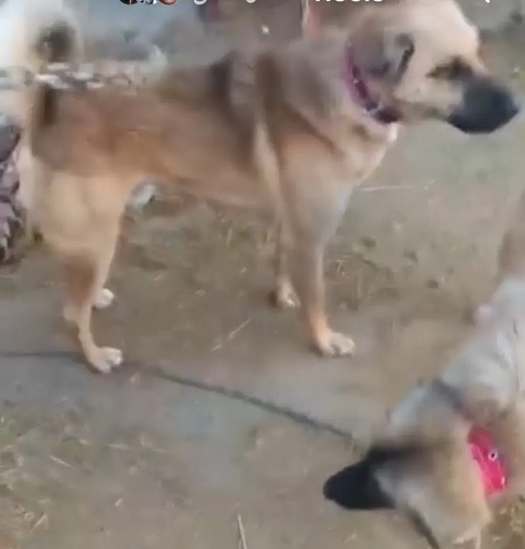 سگ گمشده|سگ|کوهنانی, |دیوار