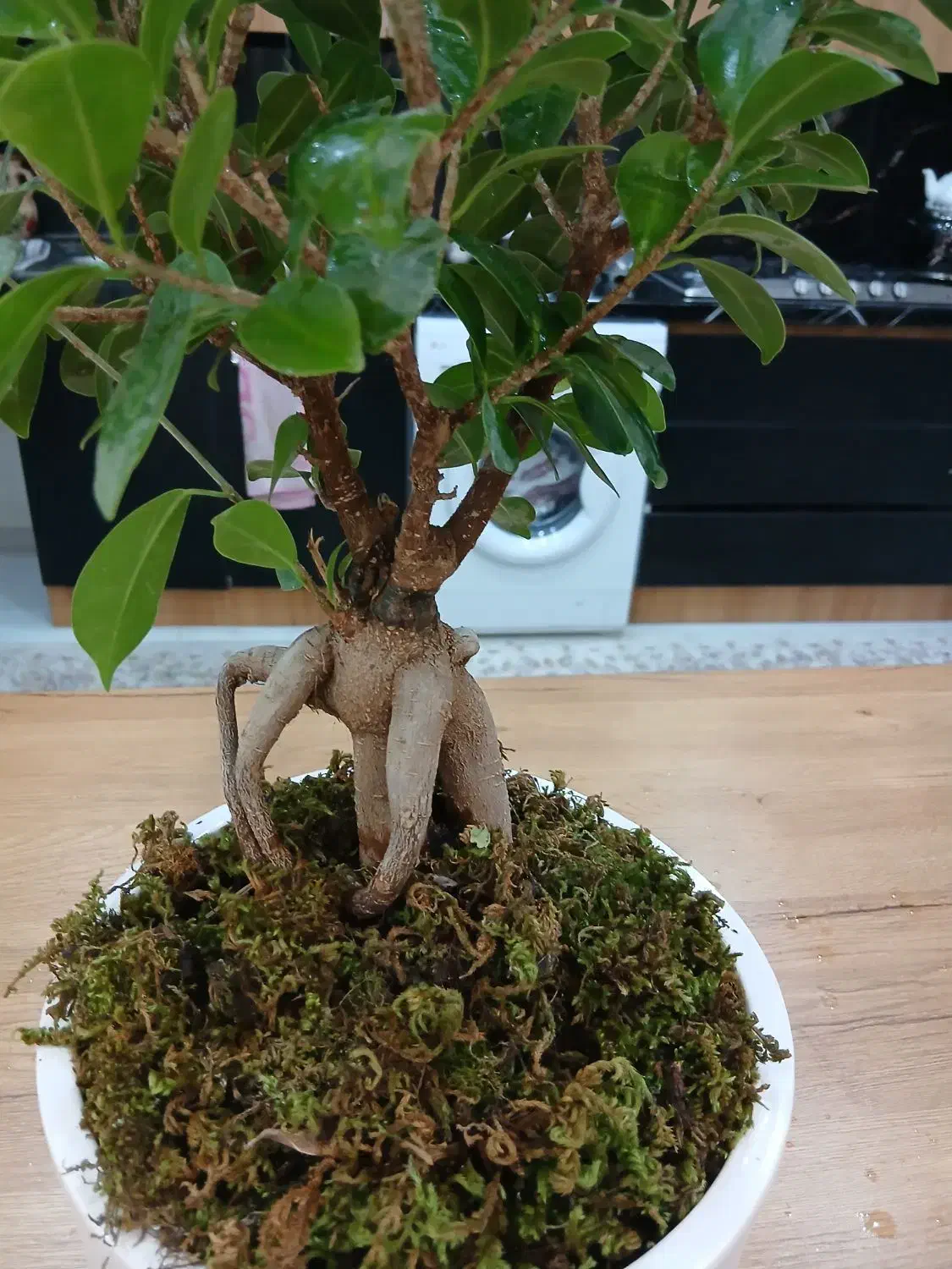 گل و گیاه بنسای جنسینگ پر برگ تنه دار|گل و گیاه طبیعی|تهران, صفا|دیوار