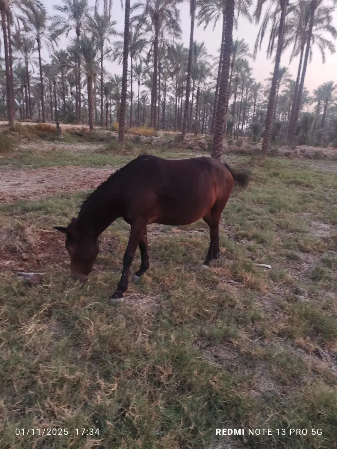 اسب مادیون|اسب و تجهیزات اسبسواری|برازجان, |دیوار