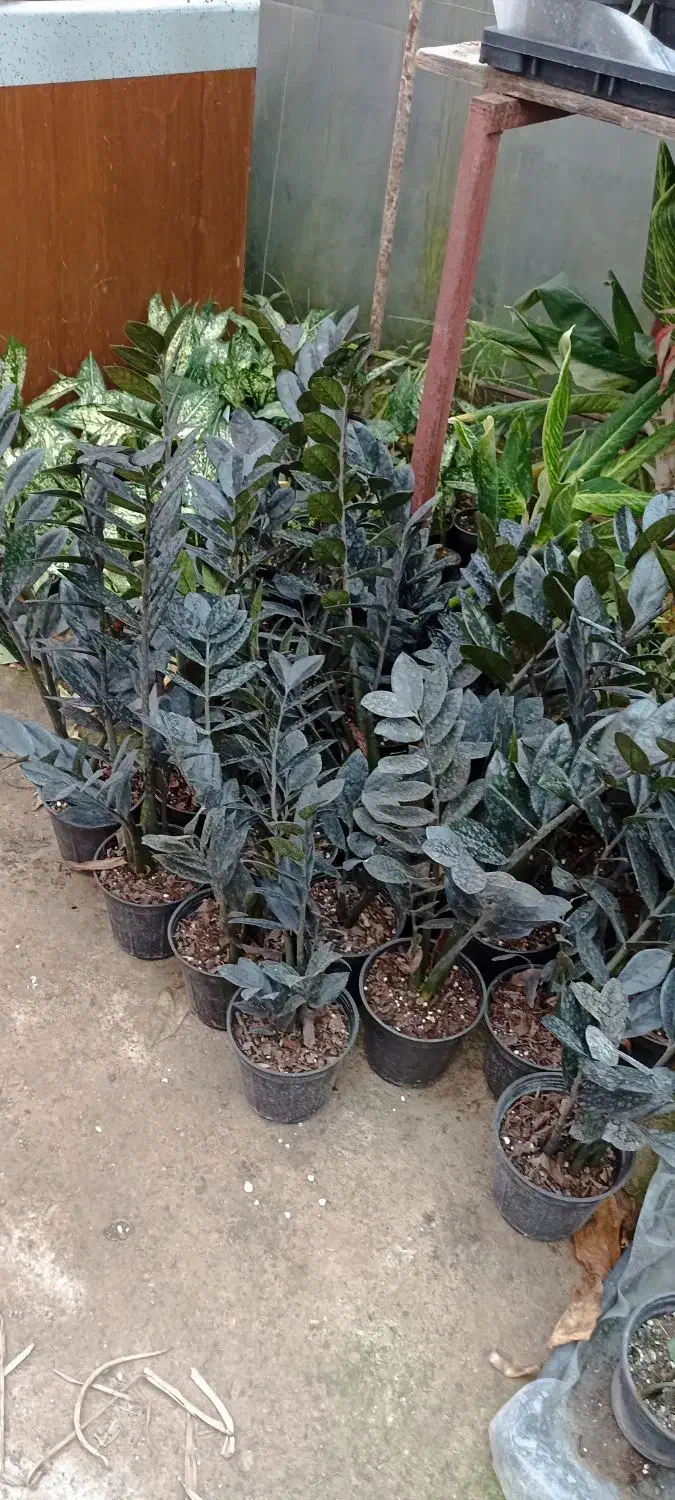 زاموفیلیا بلک،|گل و گیاه طبیعی|اسالم, |دیوار