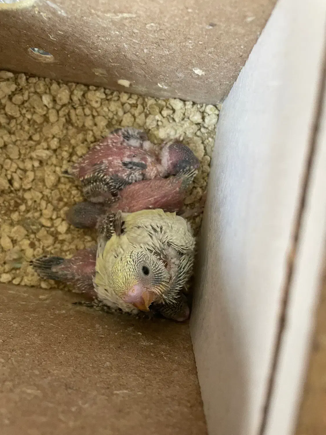 مرغ عشق|پرنده|مشهد, مشکینی (شهرک غرب)|دیوار