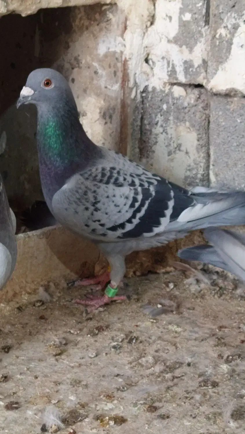 کبوتر|پرنده|سیراف, |دیوار