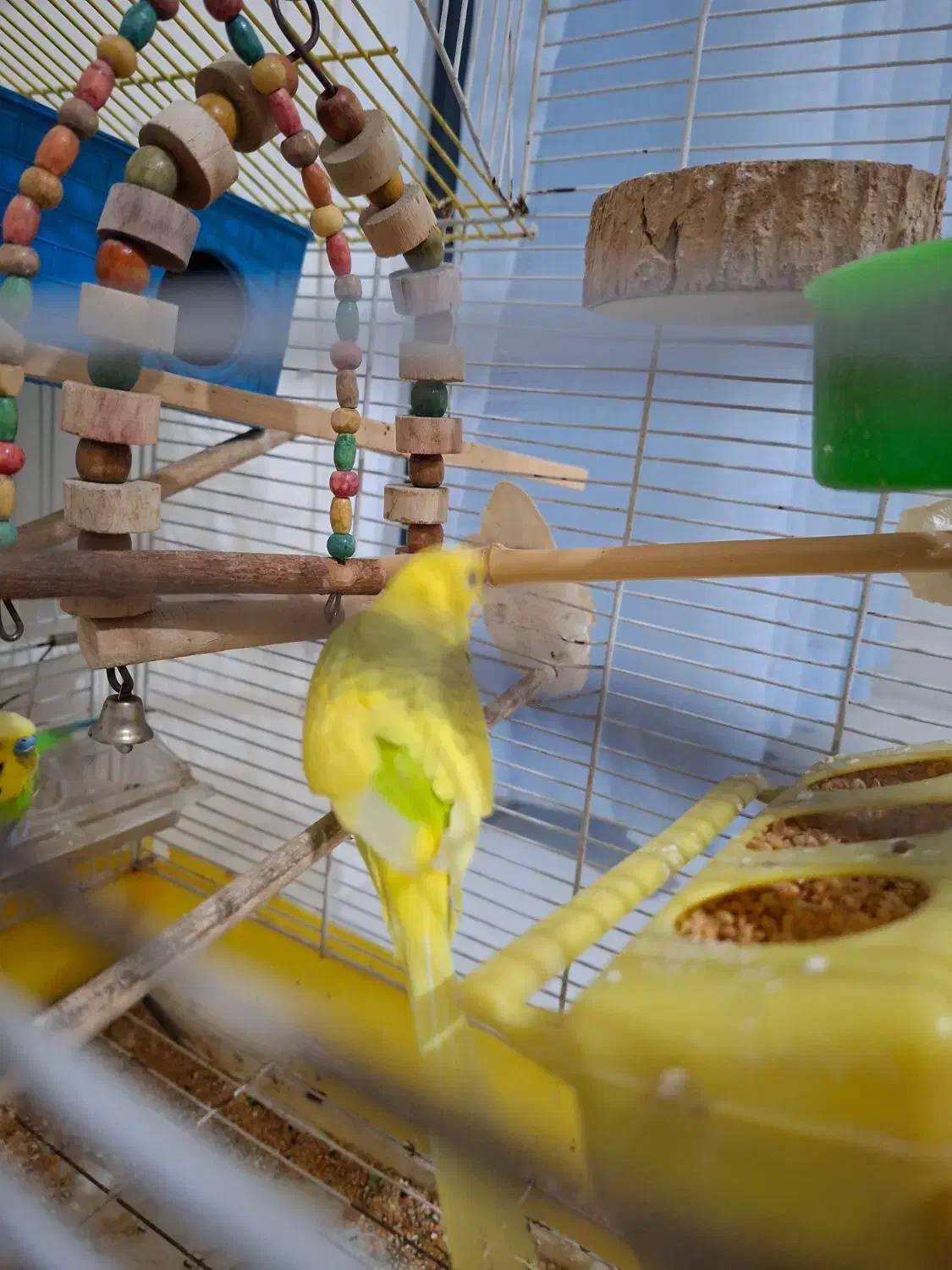 مرغ عشق نر بالغ|پرنده|محمدشهر, شهرک پیام (مهرالبرز)|دیوار