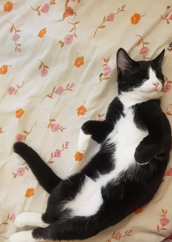 واگذاری بچه گربه نژاد تاکسیدو|گربه|فردیس, شهرک شهید حسینی|دیوار