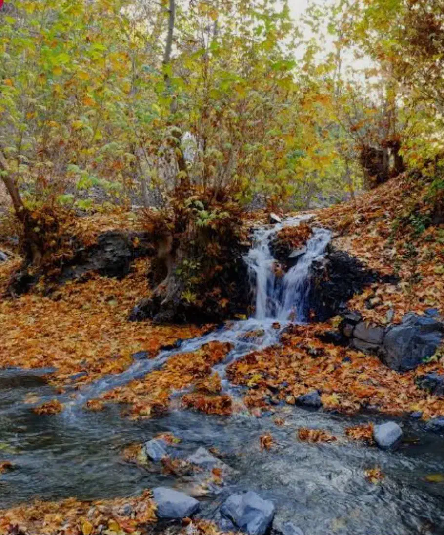 هدیه رایگان|کارت هدیه و تخفیف|جیرفت, |دیوار