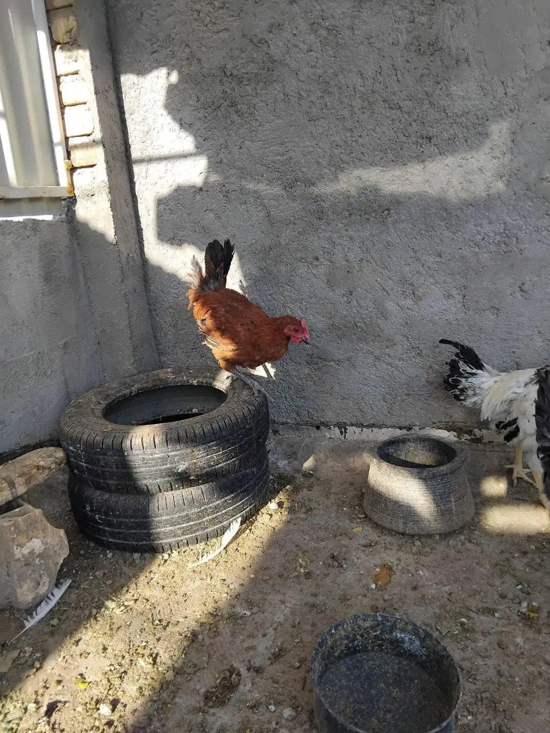 ۴عددجوجهخروسبزرگوکفترپاکستانی|پرنده|اردکان, |دیوار