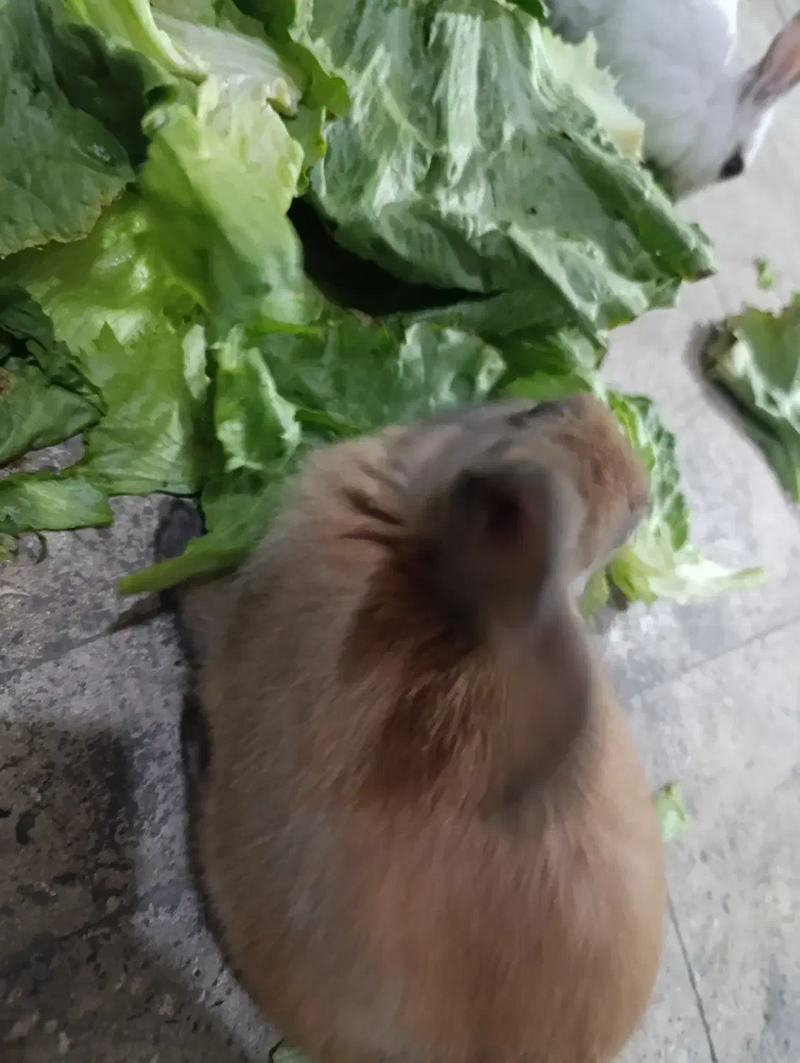 خرگوش|موش و خرگوش|تهران, افسریه جنوبی|دیوار